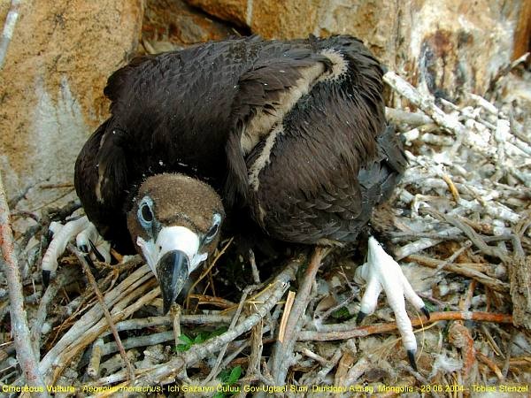 Juvenile Cinereous Vulture. - Cinereous Vulture - 
