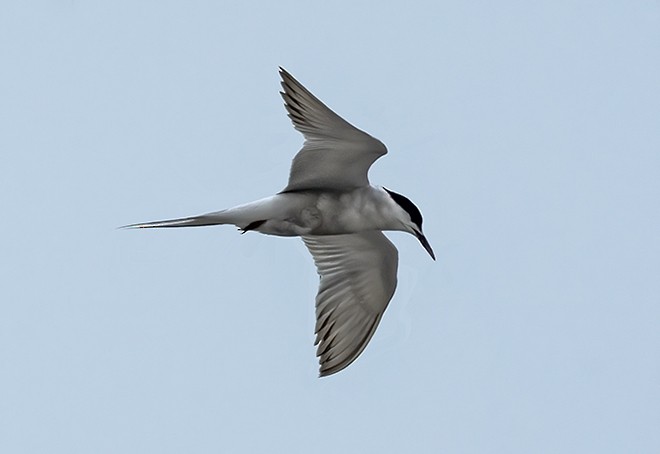 Common Tern - ML377600871