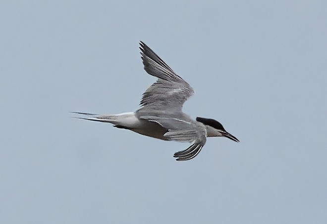 Common Tern - ML377600891