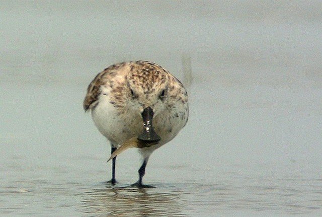 Bird with prey. - Spoon-billed Sandpiper - 