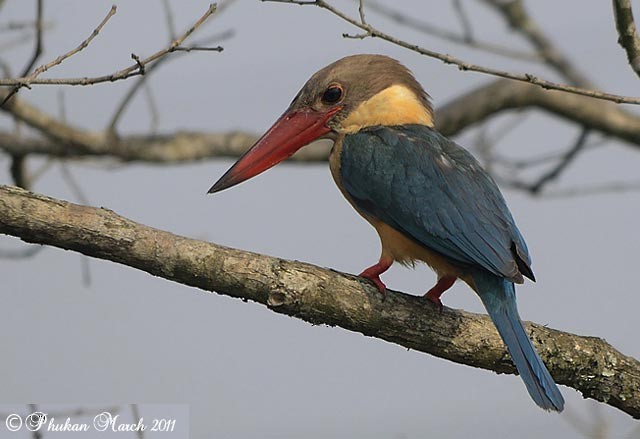 Stork-billed Kingfisher - Raj Phukan