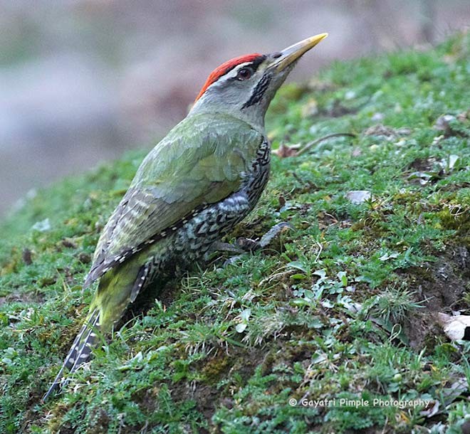 Scaly-bellied Woodpecker - ML377608281