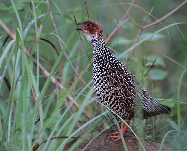 Painted Francolin