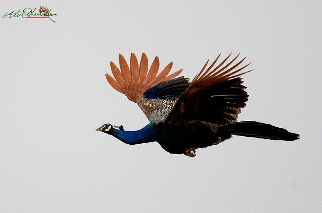 Indian Peafowl - Atul Dhamankar