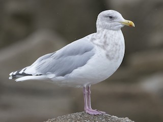 アイスランドカモメ（亜種 カナダカモメ） - eBird