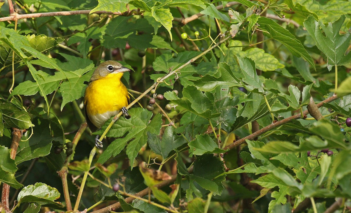 Yellow-breasted Chat - Ryan Schain