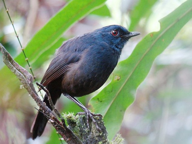 Adult male lateral view (subspecies&nbsp;<em class="SciName notranslate">calligyna</em>). - Great Shortwing - 