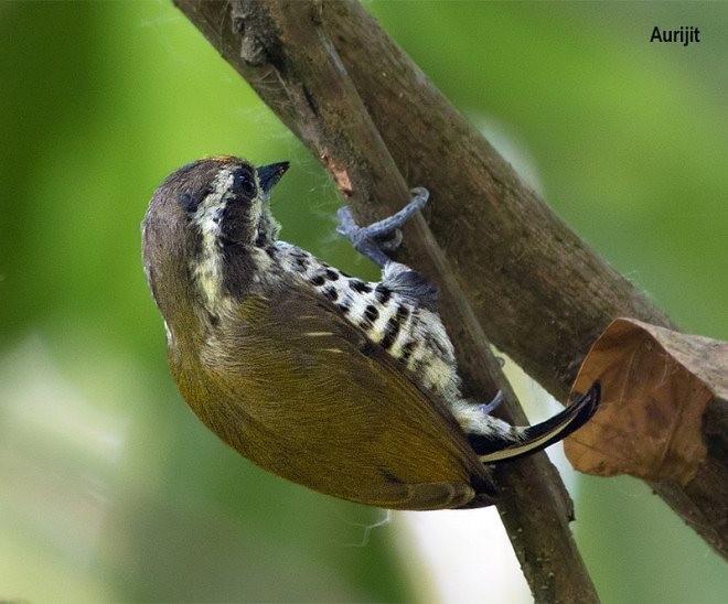 Speckled Piculet - ML377617341