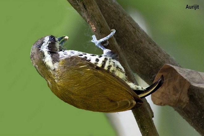 Speckled Piculet - ML377617351