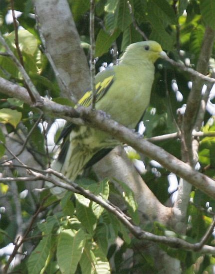 Sumba Green-Pigeon - ML377621351