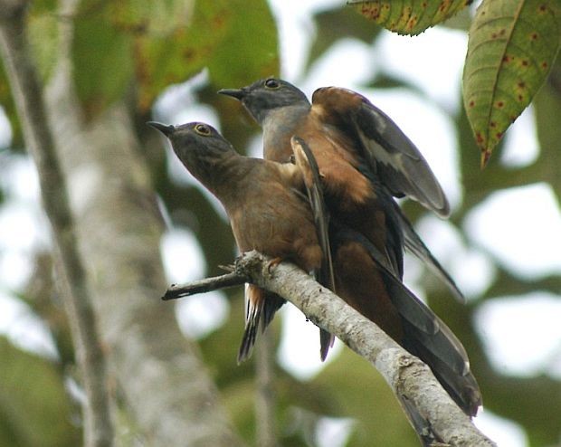 Brush Cuckoo (Sulawesi) - ML377622461