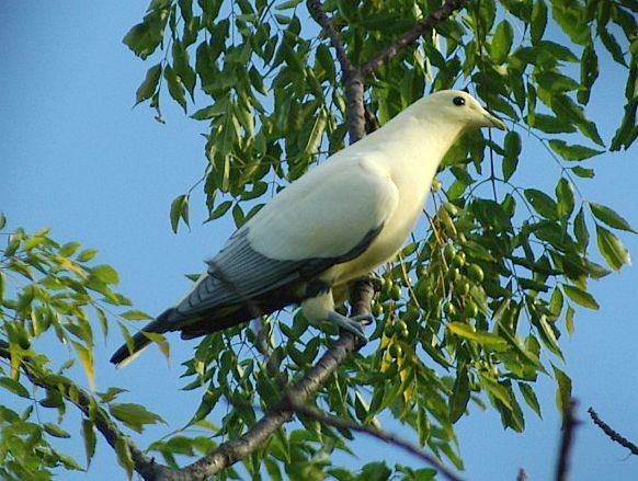 Silver-tipped Imperial-Pigeon - David Massie