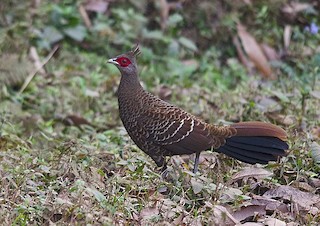 Kalij Pheasant, ML377624511