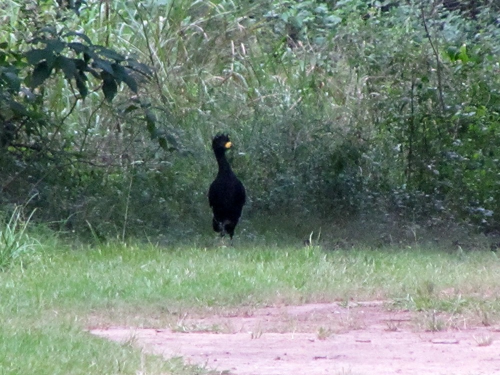 Bare-faced Curassow - ML37762471