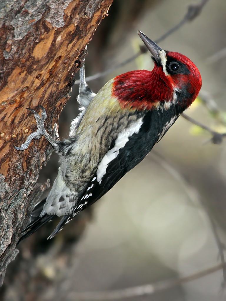 Red-breasted Sapsucker - Dick Dionne