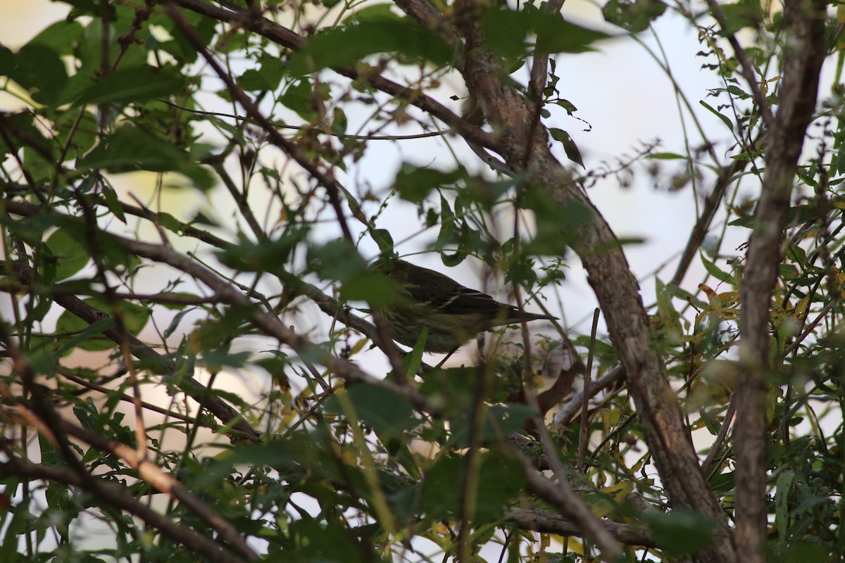 Cape May Warbler - ML37762811