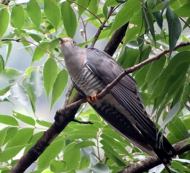 Common Cuckoo - Subrato Sanyal