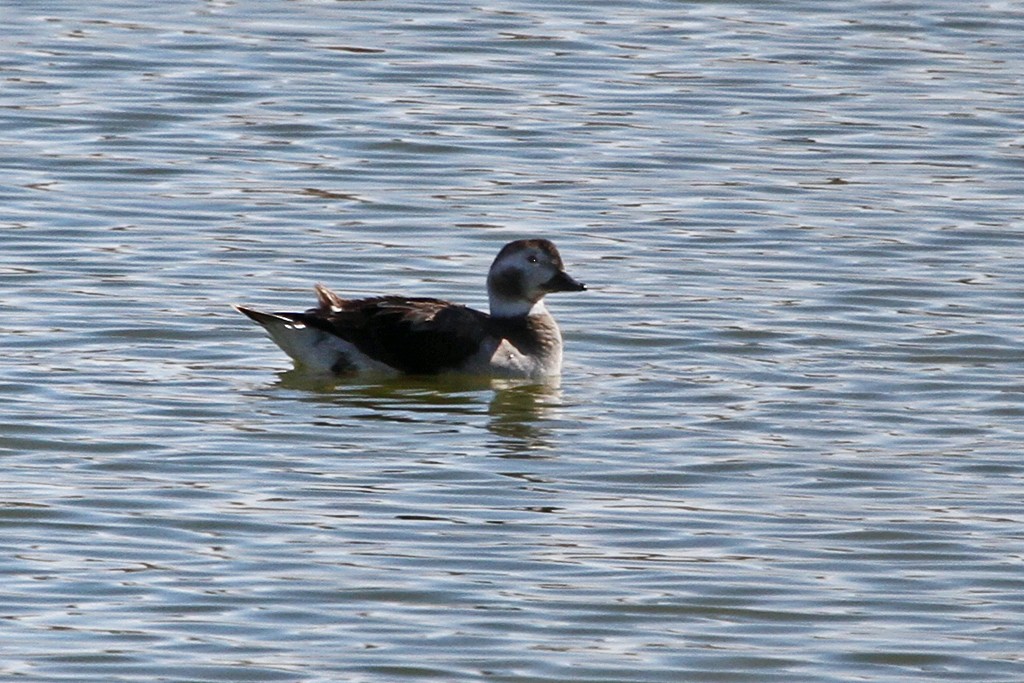 Long-tailed Duck - ML37763331