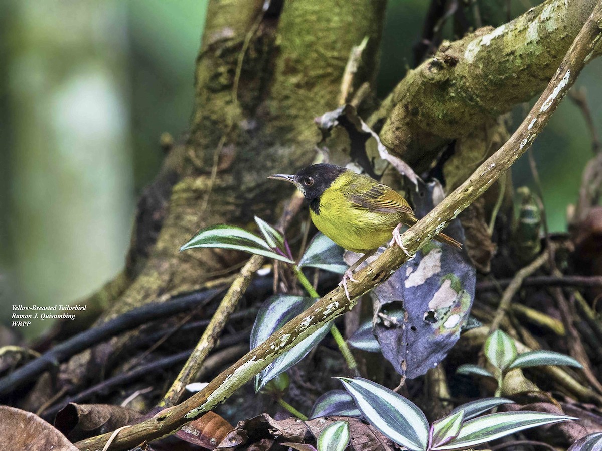 Yellow-breasted Tailorbird - ML377640551