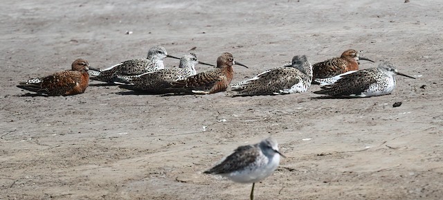 Mudflats and estuaries surrounding the Yellow Sea have an important role for birds wintering in southeast Asia and Australasia during both migratory periods; April, Hebei, China. - Curlew Sandpiper - 