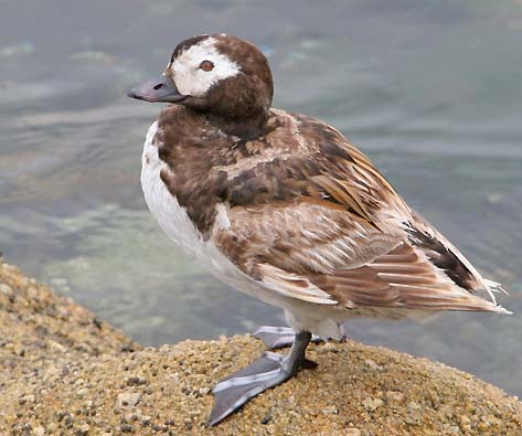 Long-tailed Duck - ML37765381
