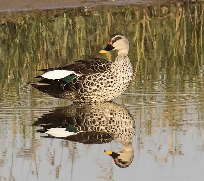 Indian Spot-billed Duck - jaysukh parekh Suman