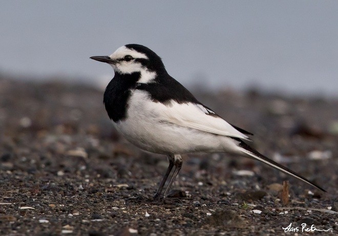 White Wagtail (Black-backed) - ML377661341