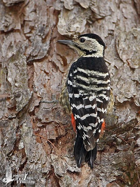 Stripe-breasted Woodpecker - ML377662581