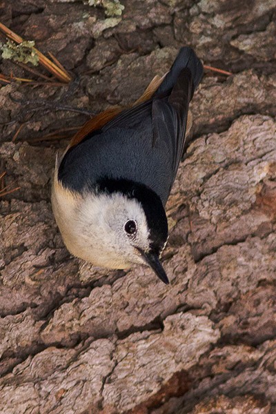 White-cheeked Nuthatch - ML377663071