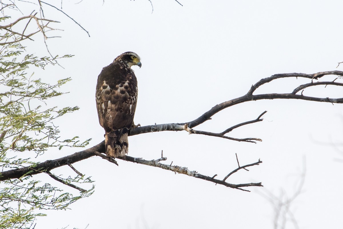 Crested Serpent-Eagle - ML377672041