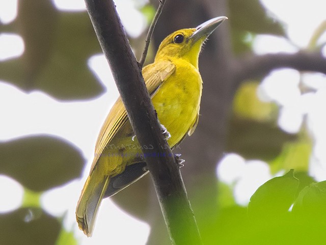 Photos - Isabela Oriole - Oriolus isabellae - Birds of the World