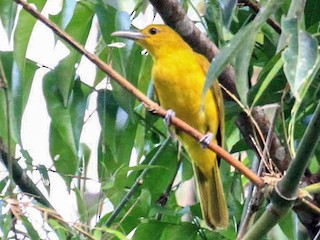 ヒメコウライウグイス - eBird