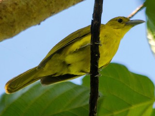 ヒメコウライウグイス - eBird