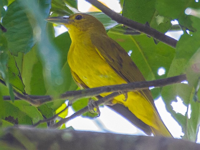 Photos - Isabela Oriole - Oriolus isabellae - Birds of the World