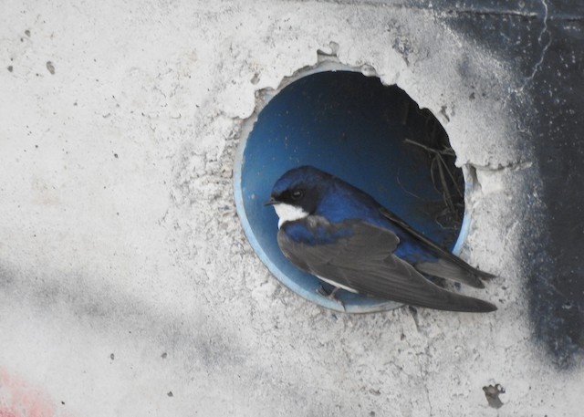 Blue-and-white Swallow - eBird