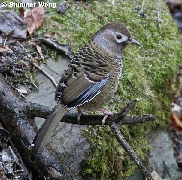 Barred Laughingthrush - ML377676251