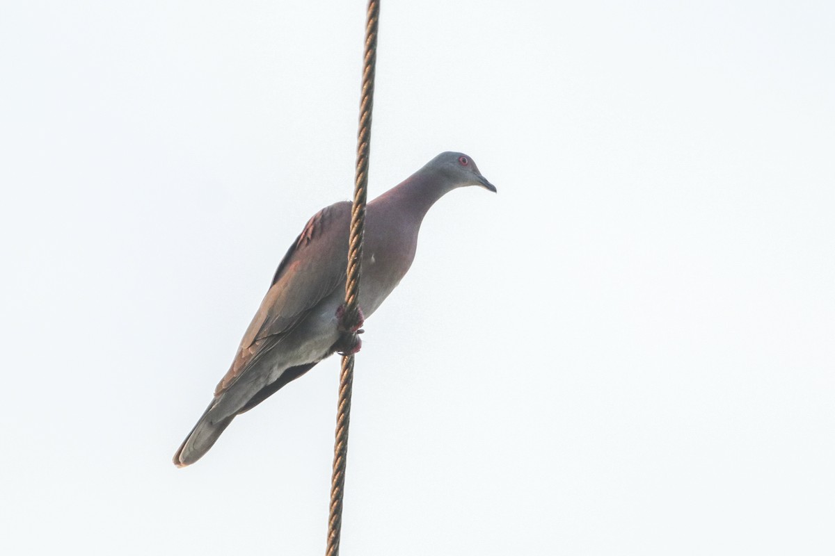 Pale-vented Pigeon - Jefferson Shank