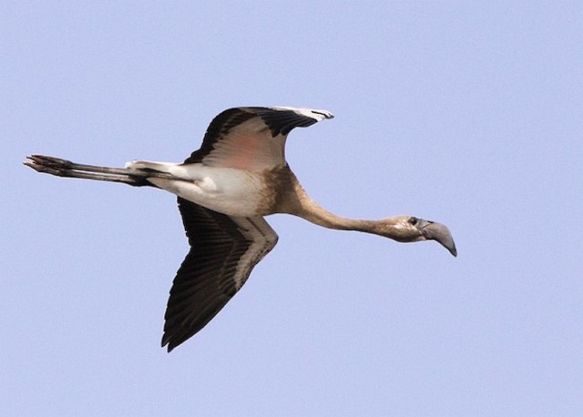 Photos - Lesser Flamingo - Phoeniconaias minor - Birds of the World