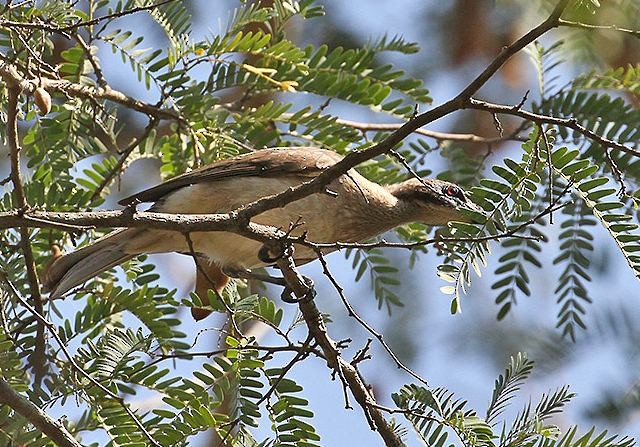 Helmeted Friarbird (Tenggara) - ML377679001