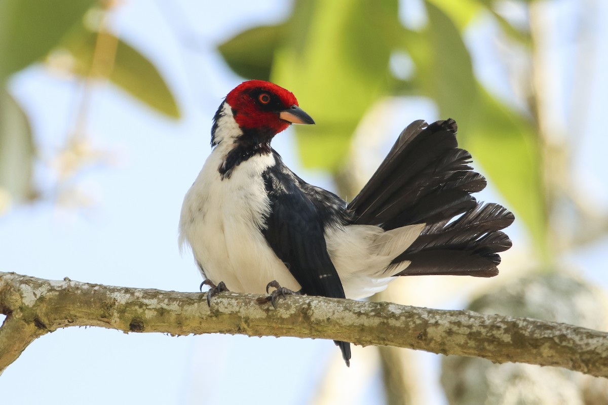 Red-capped Cardinal - ML377679781
