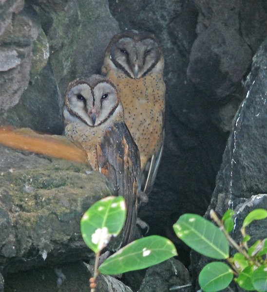 Sulawesi Masked-Owl - ML377683301