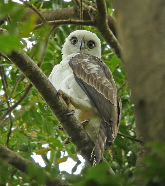Sulawesi Hawk-Eagle - ML377683341