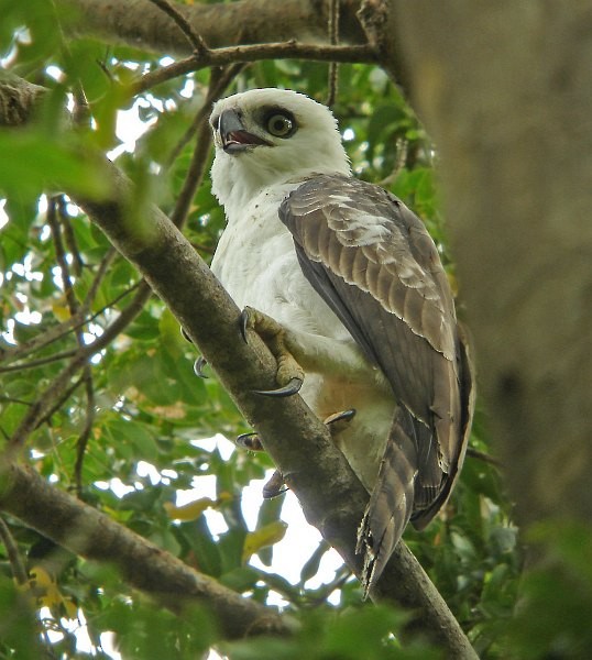 Sulawesi Hawk-Eagle - Pete Morris