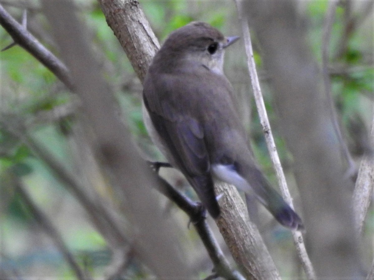 Taiga/Red-breasted Flycatcher - ML377683941