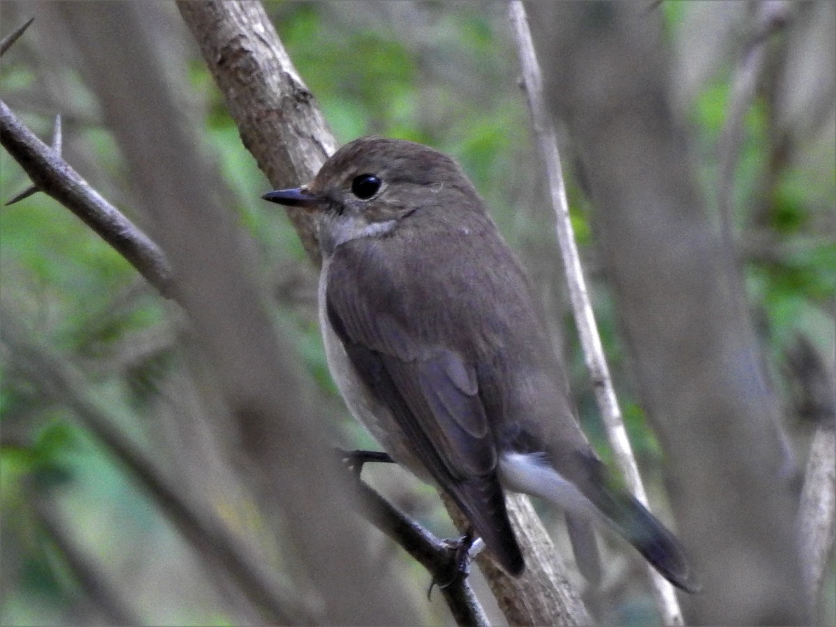 Taiga/Red-breasted Flycatcher - ML377684131