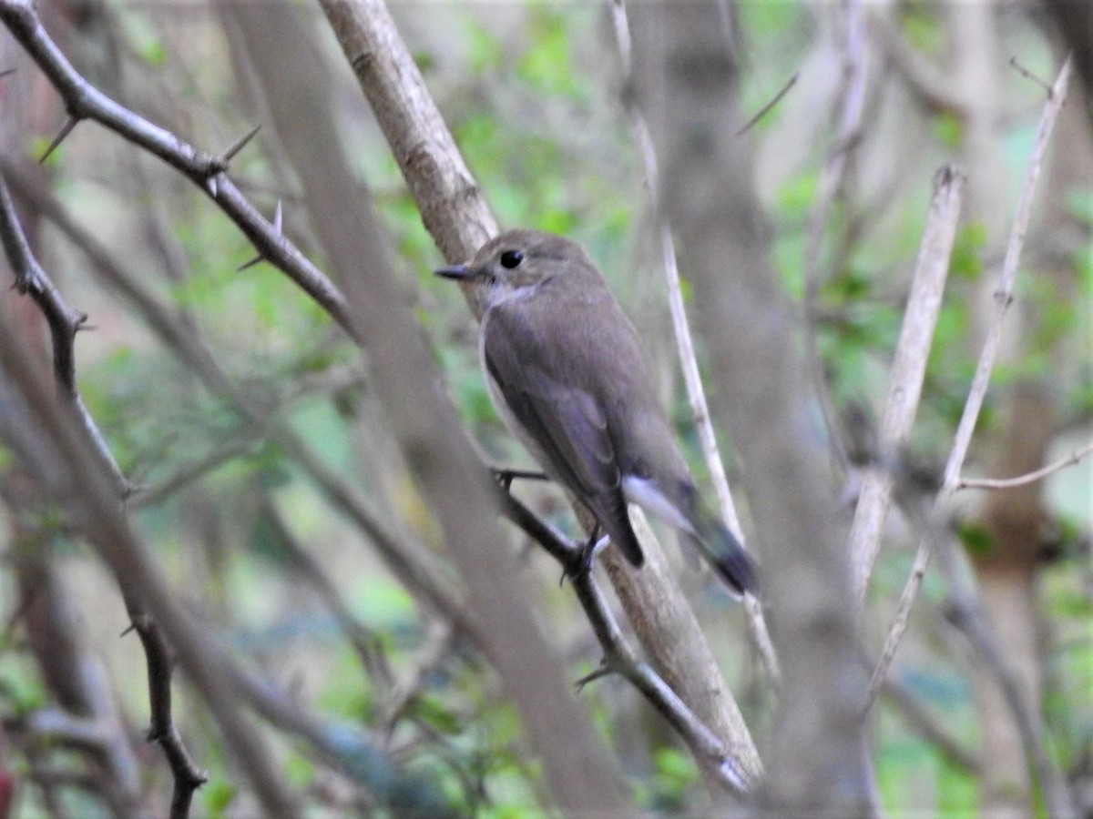 Taiga/Red-breasted Flycatcher - ML377684201