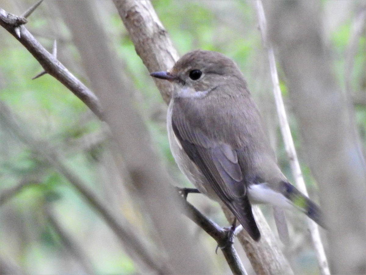 Taiga/Red-breasted Flycatcher - ML377685831