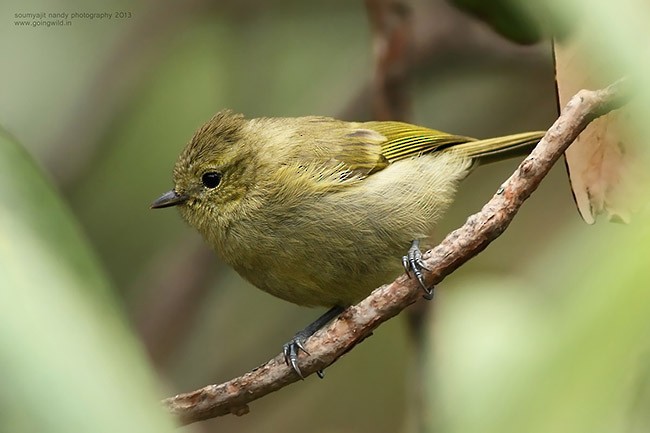 Yellow-browed Tit - ML377686061