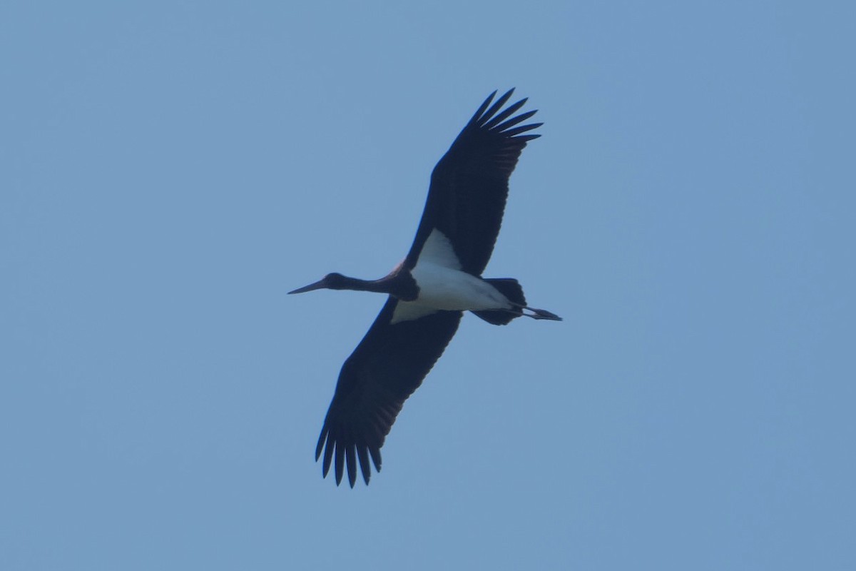 Black Stork - Robert Cousins