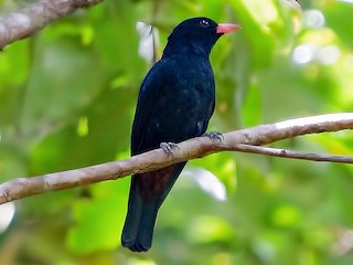  - Black Oriole